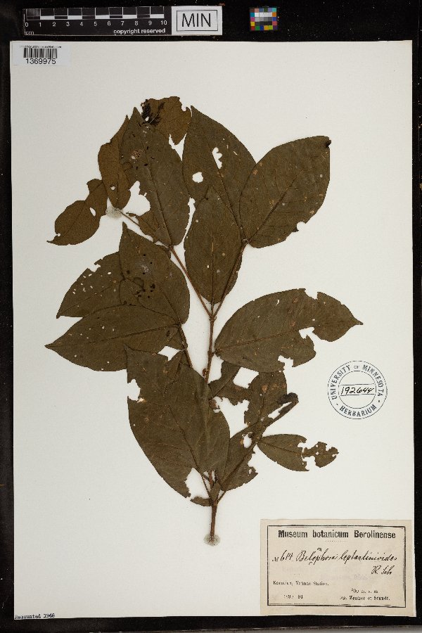 Belonophora coffeoides subsp. hypoglauca image