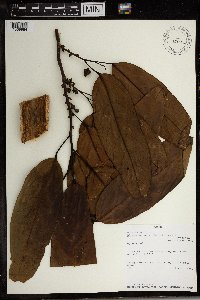 Media resource of Diogoa zenkeri