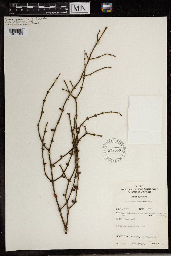 Viscum hildebrandtii image