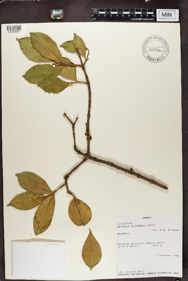 Garcinia buchananii image