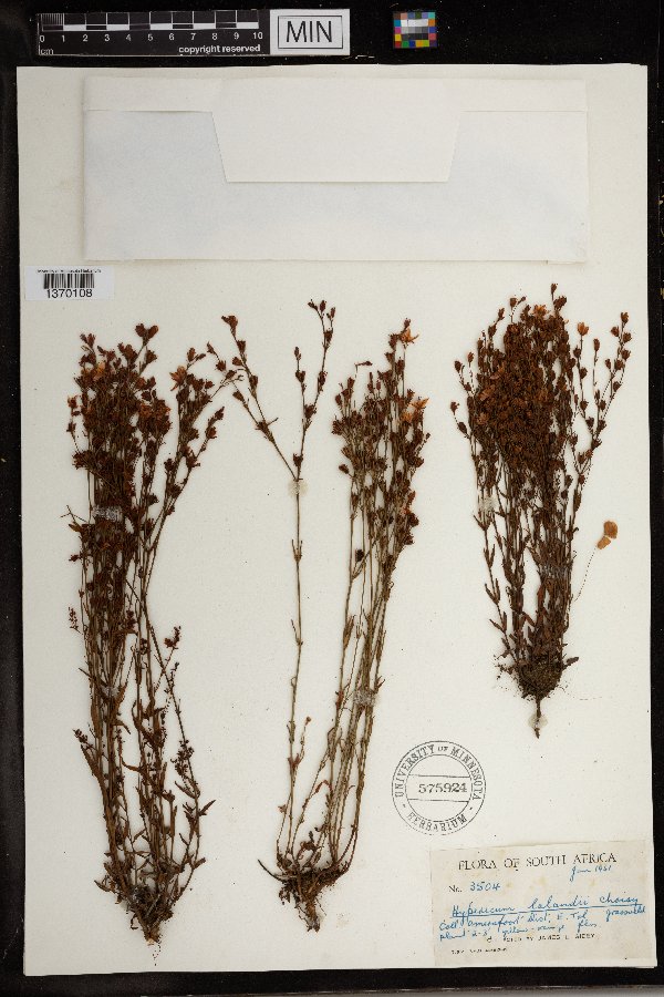 Hypericum lalandii image