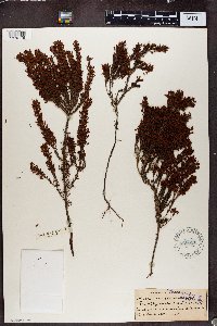 Erica multiflora image