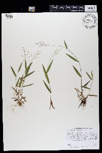 Dichanthelium boreale image