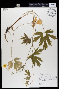 Ranunculus hispidus image