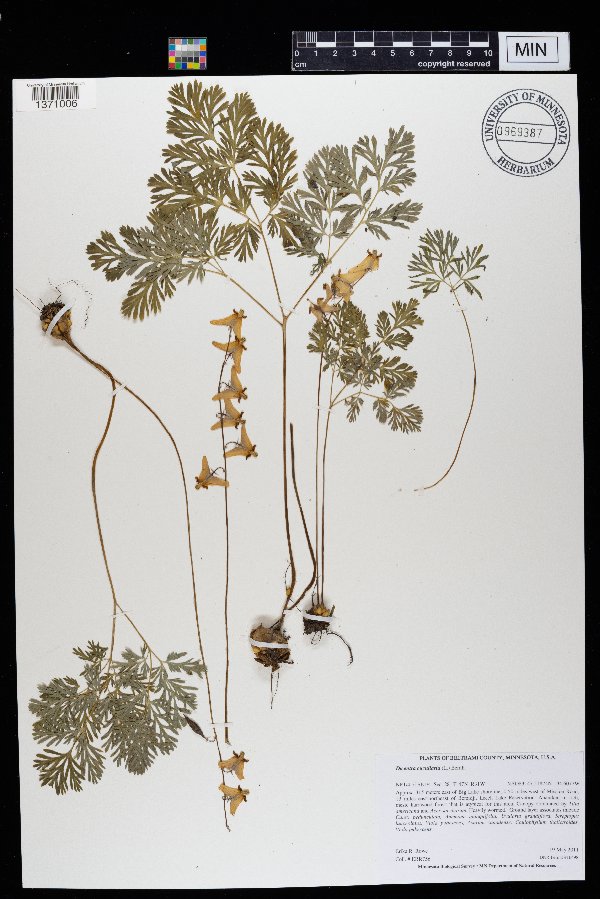 Dicentra cucullaria image