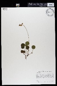 Pyrola chlorantha image
