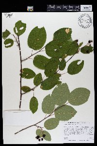 Amelanchier alnifolia image