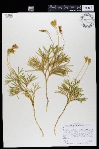 Diphasiastrum complanatum image