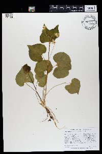 Viola rugulosa image