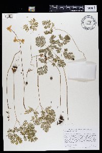 Dicentra cucullaria image