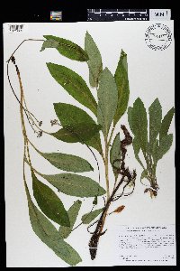 Cynoglossum virginianum var. boreale image