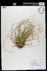 Carex tonsa var. tonsa image