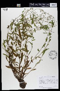 thumbnail image of current specimen