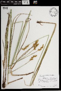 Carex merritt-fernaldii image