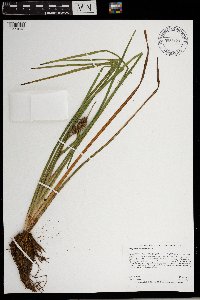 Sparganium emersum image