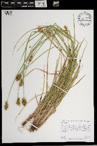 Carex adusta image