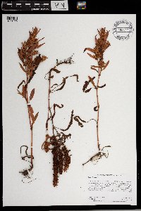 Rumex fueginus image