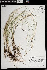 Carex interior image