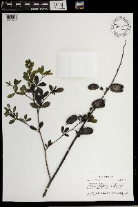 Baptisia lactea image