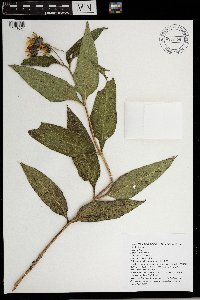 Helianthus nuttallii image