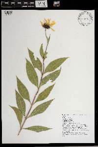 Helianthus nuttallii image