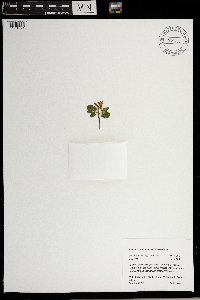 Sceptridium oneidense image