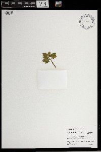 Sceptridium oneidense image