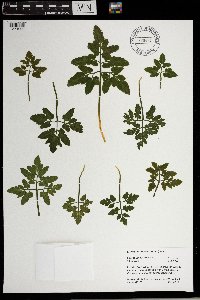 Sceptridium oneidense image