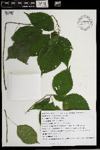 Laportea canadensis image