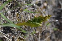 Botrychium campestre var. campestre image