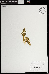Botrychium michiganense image