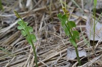 Botrychium neolunaria image