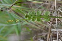 Botrychium neolunaria image