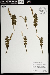 Botrychium neolunaria image