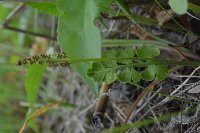 Botrychium neolunaria image