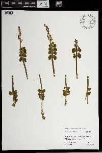 Botrychium neolunaria image