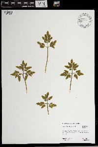 Sceptridium oneidense image