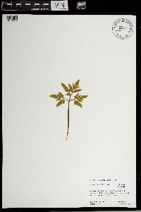 Sceptridium oneidense image