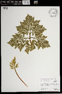 Sceptridium rugulosum image