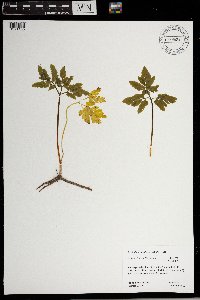 Sceptridium oneidense image