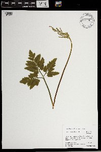 Sceptridium oneidense image