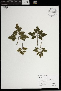 Sceptridium oneidense image