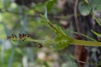 Botrychium michiganense image