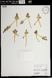 Botrychium michiganense image