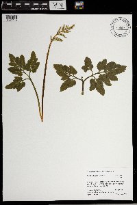 Sceptridium oneidense image