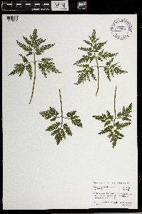 Sceptridium dissectum image