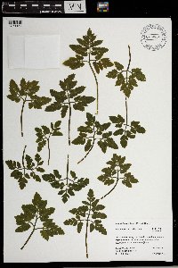 Sceptridium oneidense image