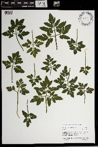 Sceptridium oneidense image