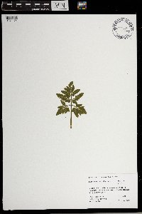 Sceptridium oneidense image