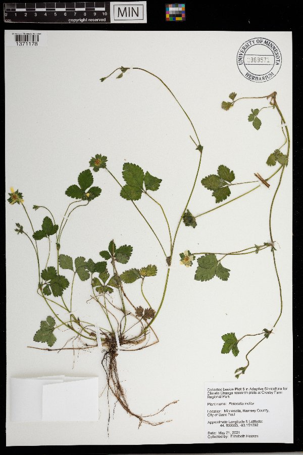 Duchesnea indica image